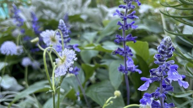 クラリセージイメージ